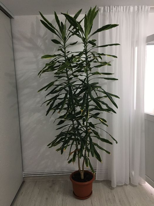 Planta  apartament casa Dracena înălțime 2m