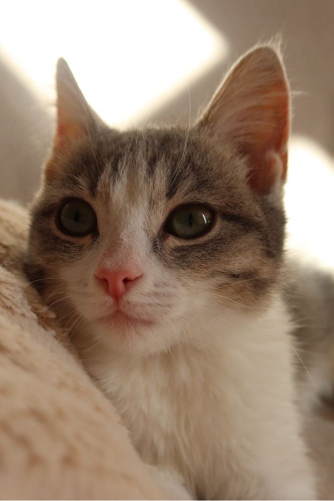 Котёнок - девочка, 3 месяца