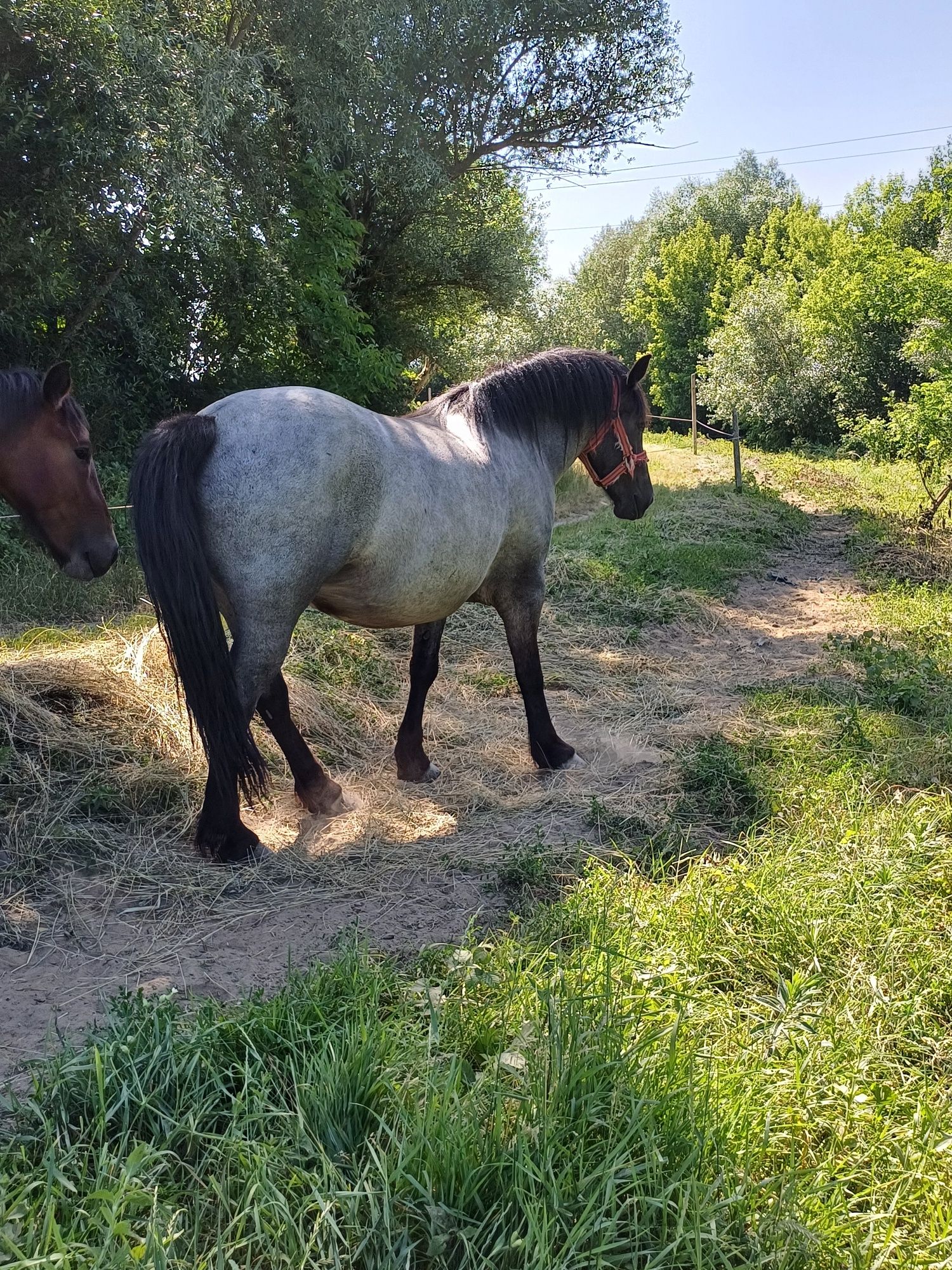 Mânză de trei ani de vânzare