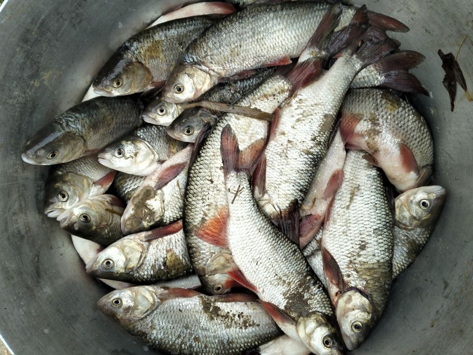 Ақ балық сатылады штук 250тенге