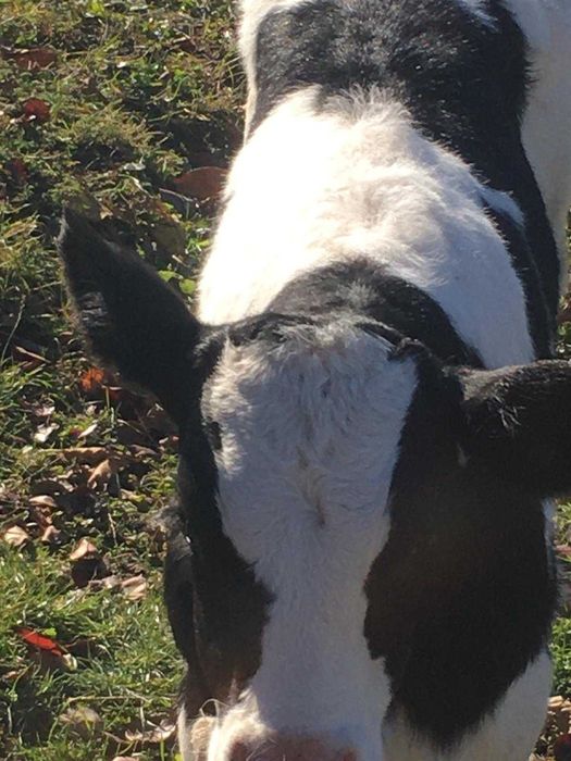 Vand vitel de 4 saptamani  pret 1900 lei negociabil