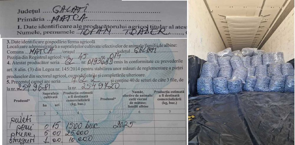 Prune coapte pentru preparate(Stanley si Eduard)