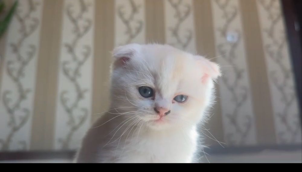 Mushuk zoti Scottish Fold biranstki 2 qolgan biri qizcha biri ugʻilcha