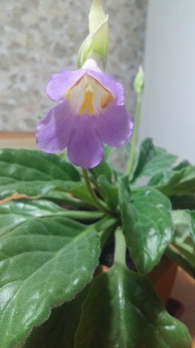 Комнатное растение Хирита