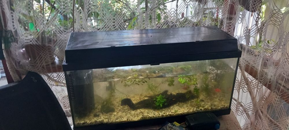 Acvariu juwel 80l