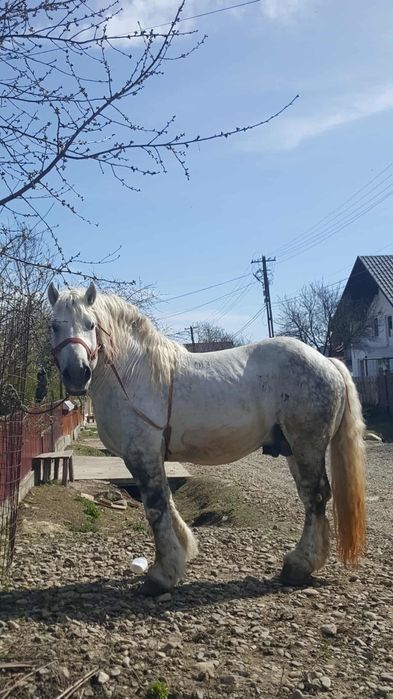 Armăsar  9 ani blând