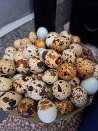 Яйца от пъдпъдъци