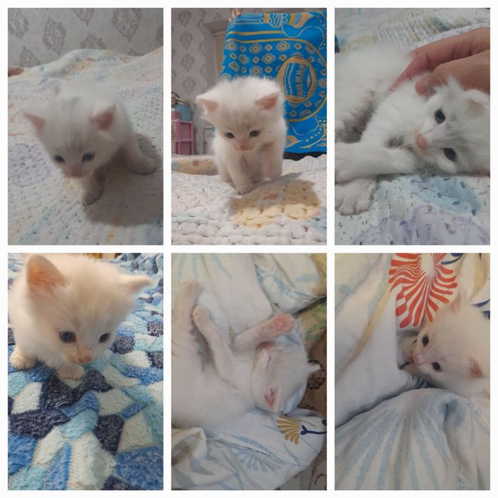 Отдам катенка мальчик и девочка