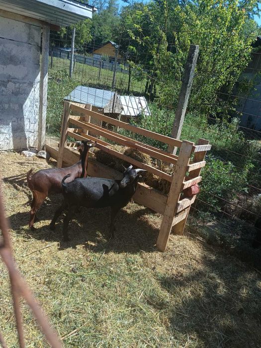 2 Tapi de 5 luni