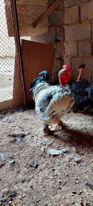 Galasheyka xòroz sotiladi