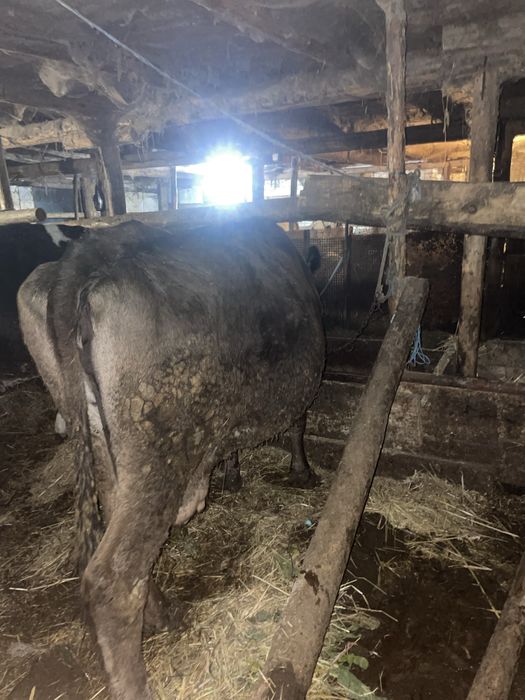 De vanzare vaca gestantă in 4 luni jumate