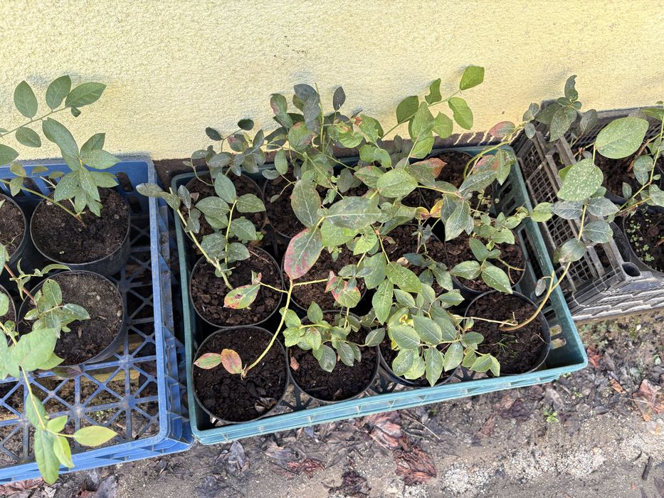 Vand plante de afini si aronie