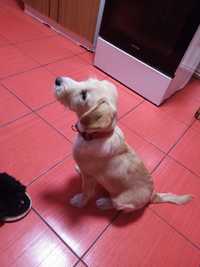 Donez pui Labrador cu Golden Retriever