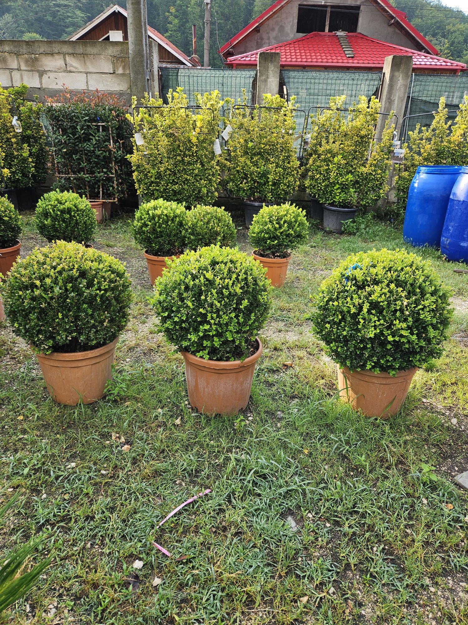 Pom pon. Spirală. Buxus globular