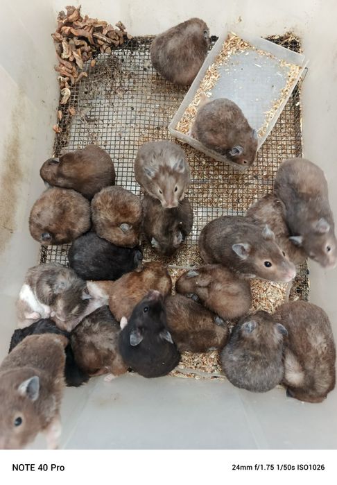 Хомячки оптом разных окрасов