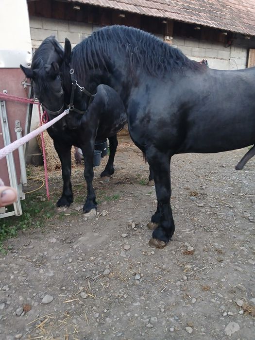 Armăsar frizian de 3 ani