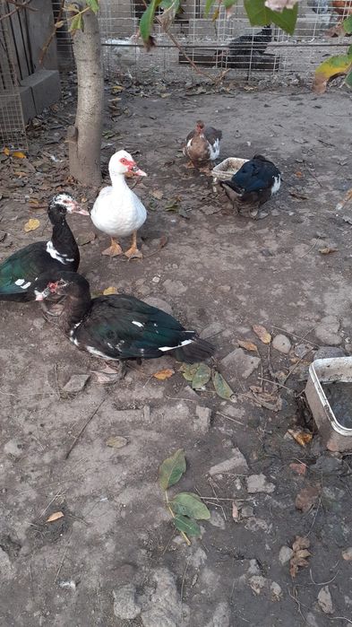 Rațe lesesti de vânzare.