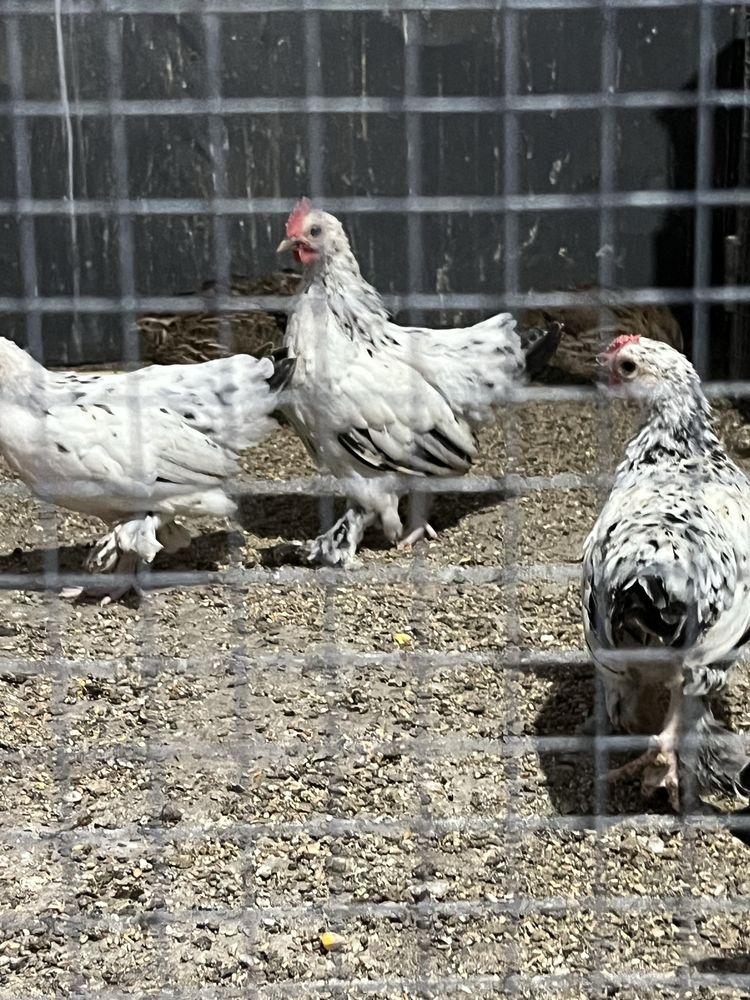 Продавам японски петлета