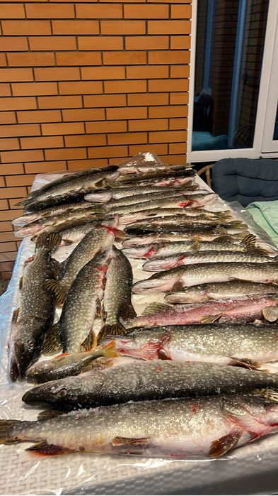 Продам щуку .свежая .