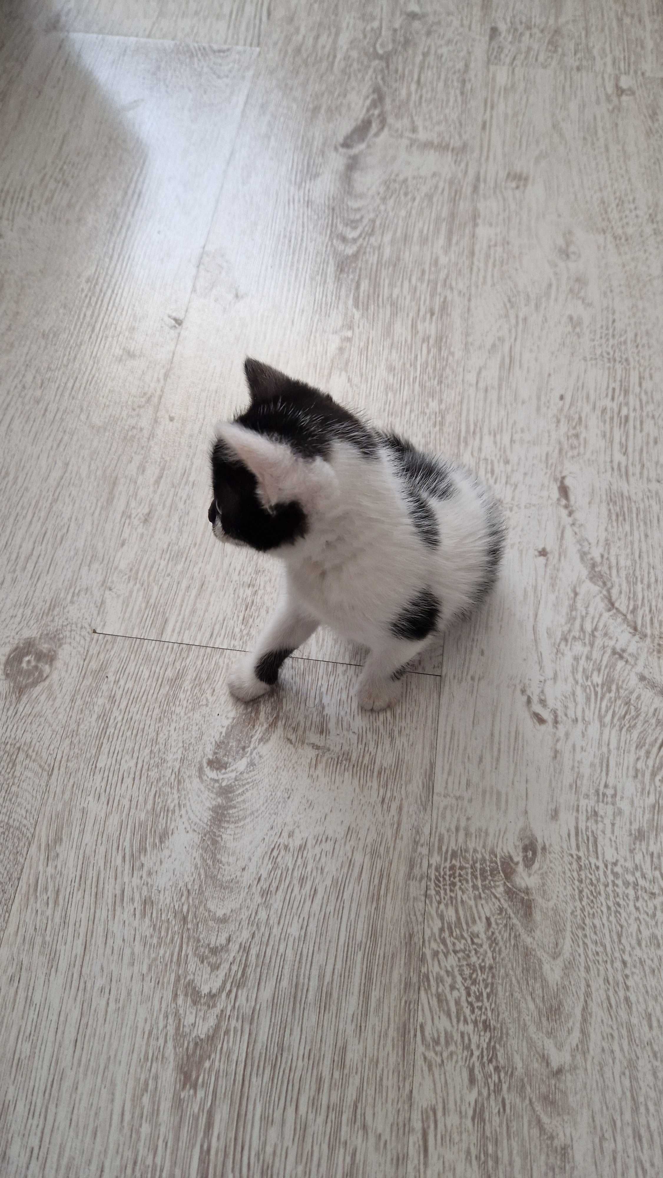Ofer spre adoptie puiuti de pisica, 2 luni