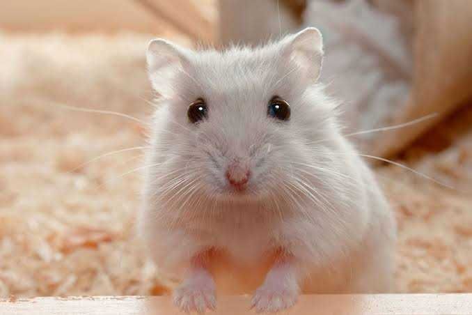 donez hamster cu tot cu acesorii