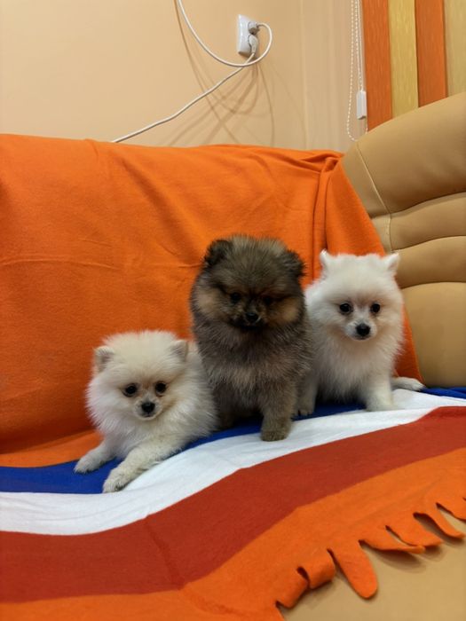 Померан померанчета Гр. София