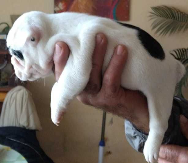 Малки кученца френски булдог