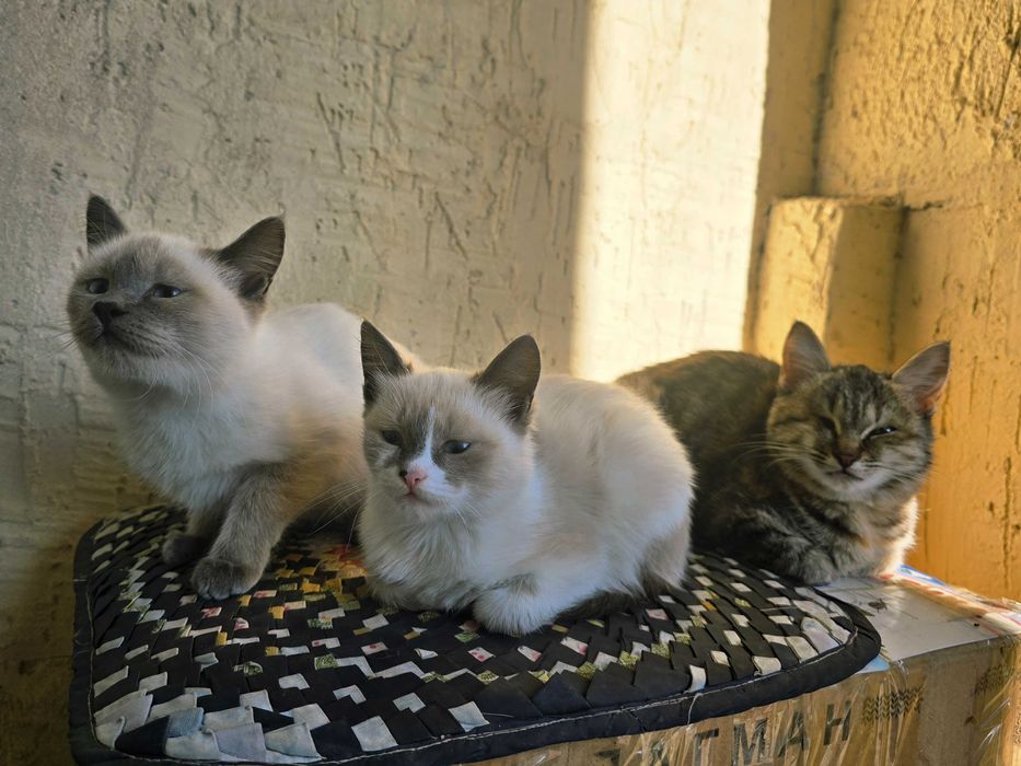 Отдам котят в хорошие руки