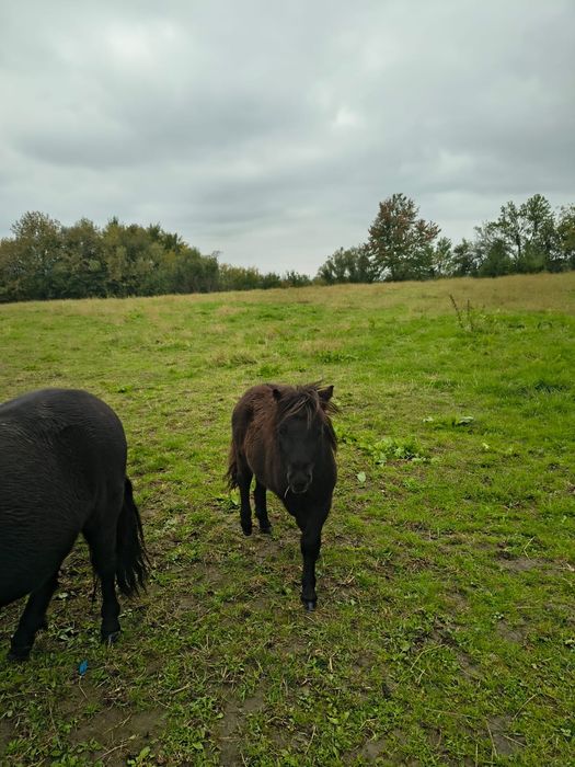 Manz ponei, armăsar