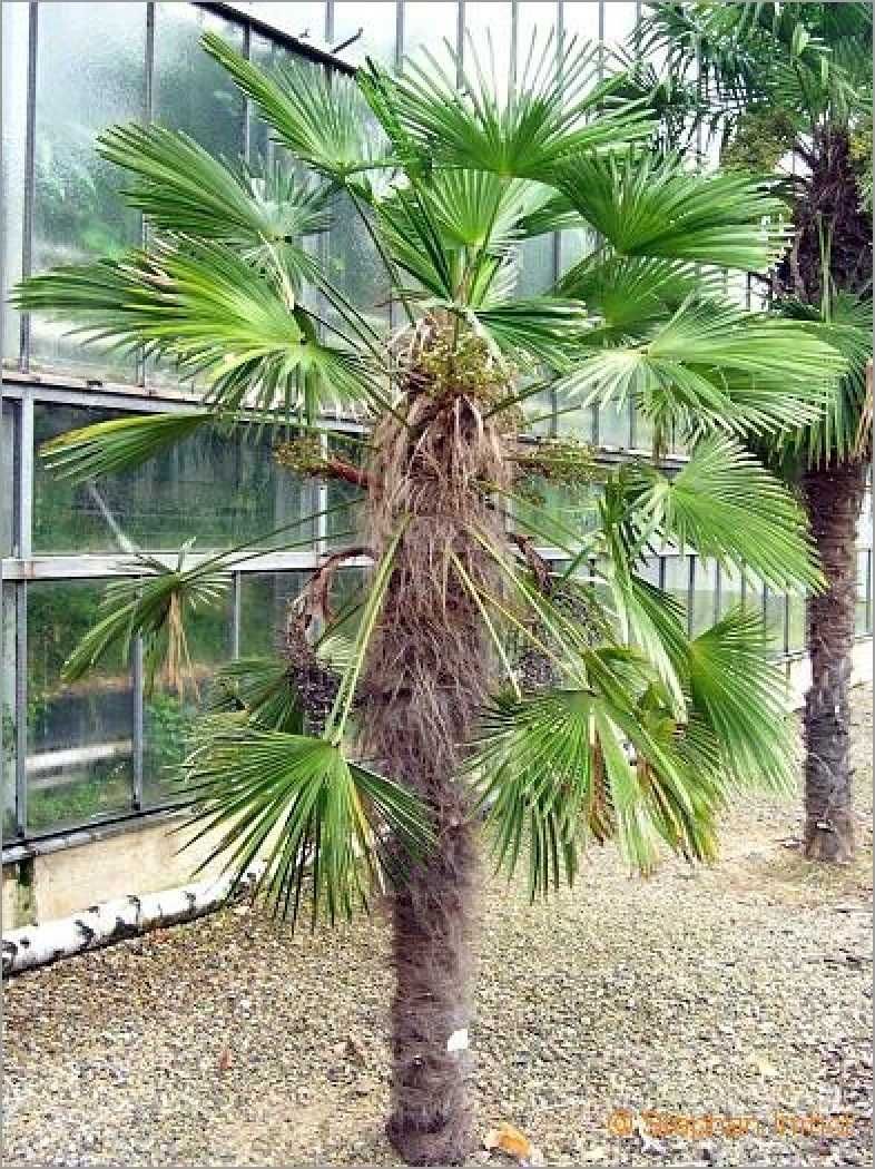 Palmier rezistent la ger 25-50cm - Trachycarpus - Plantă de Grădină