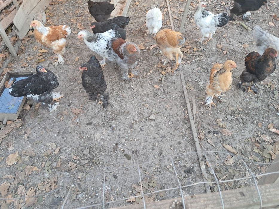 Găini Brahma tineret