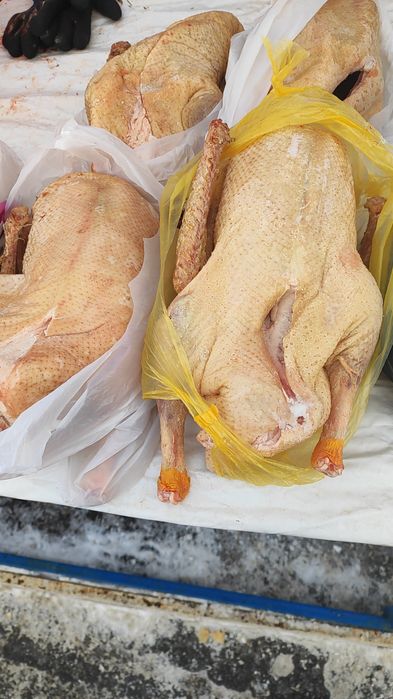 Продам гусей (молодые)