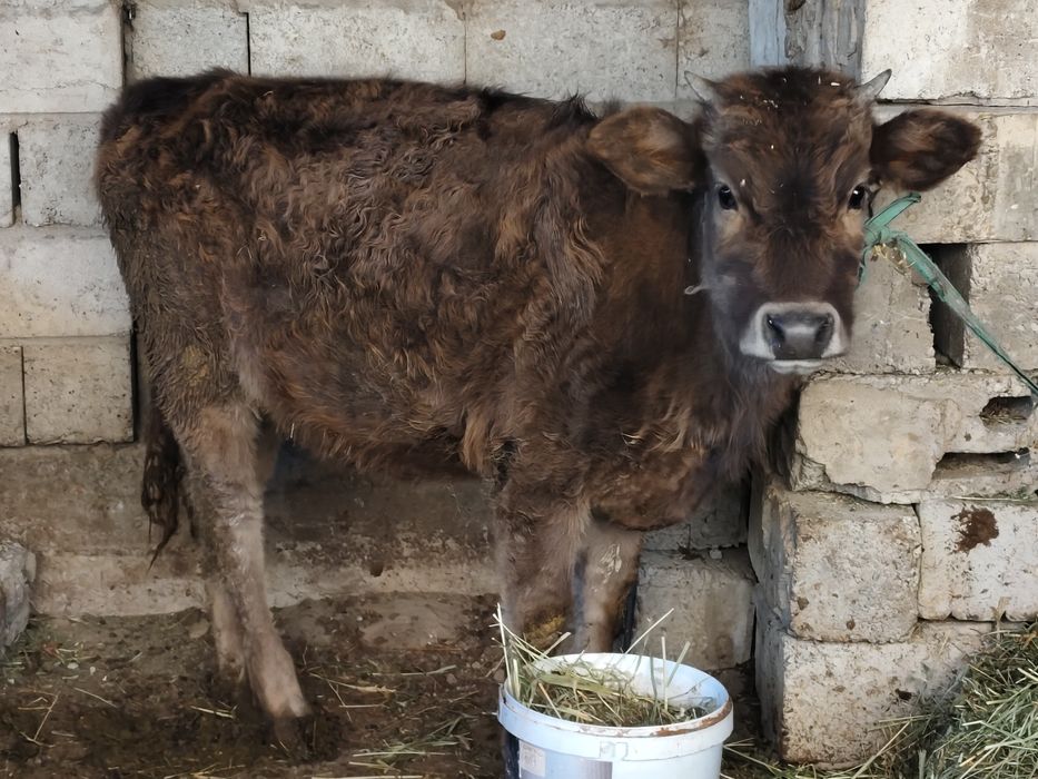 Тайынша бұзау сатылады
