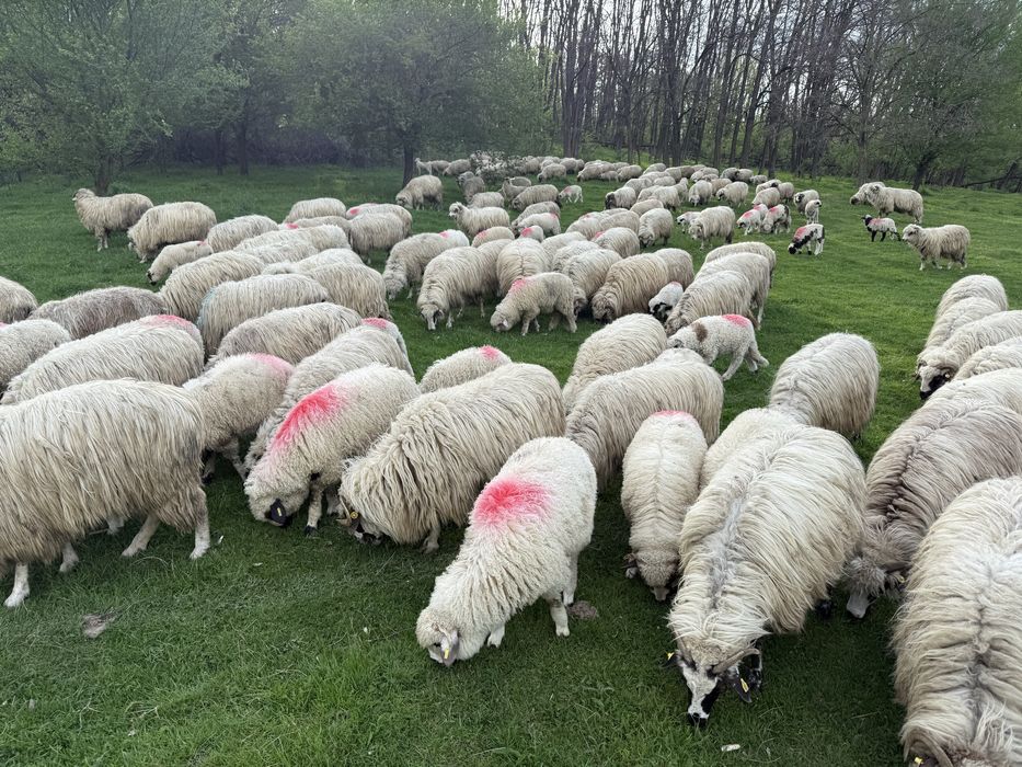 Vand turma oi turcane