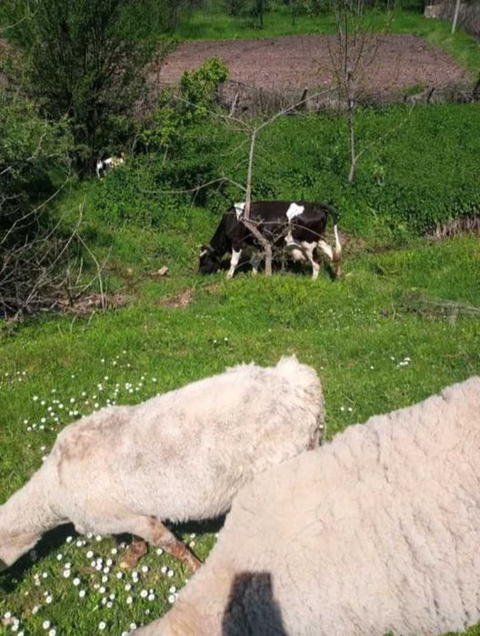 Продавам 2 броя крави