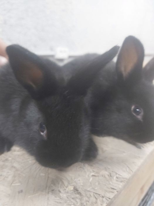 Продаются крольчата кролики куен болалари.  КОРА ШАХЗОДА.