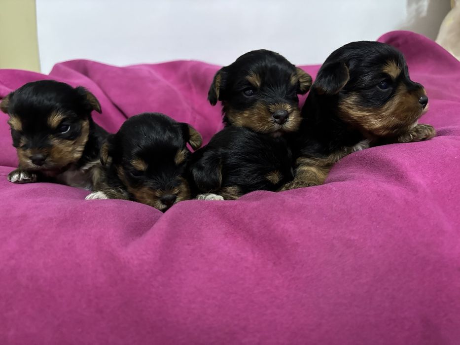 Сладки Йоркита!!!