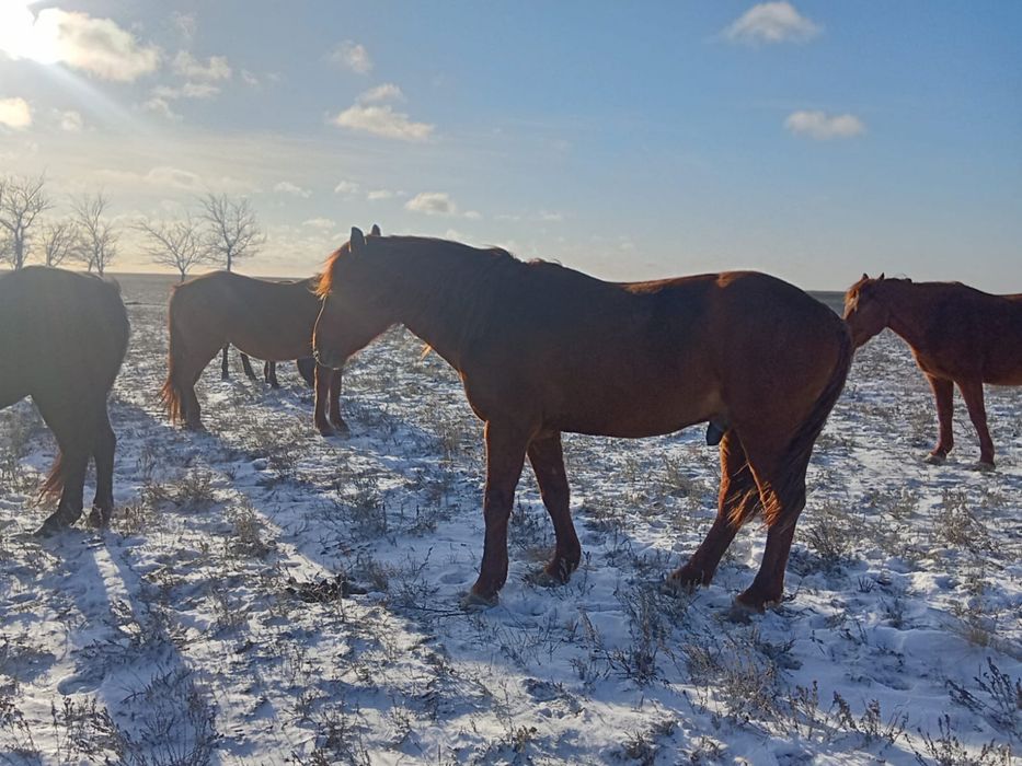 Айғыр сатылады жабы
