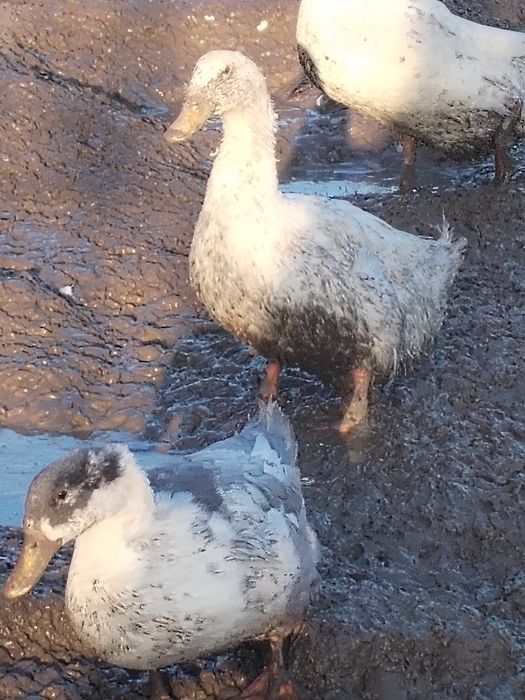 Rațe și gâște de vânzare