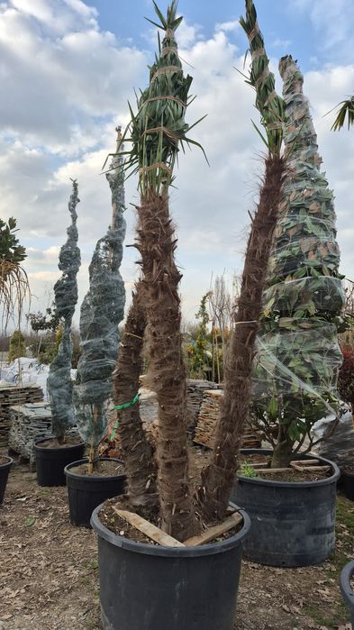 Maslin  palmier  plante
