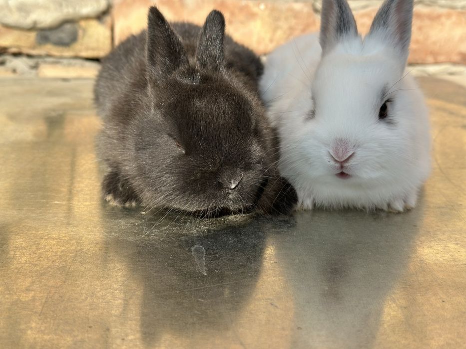 Quyonchalar sotiladi