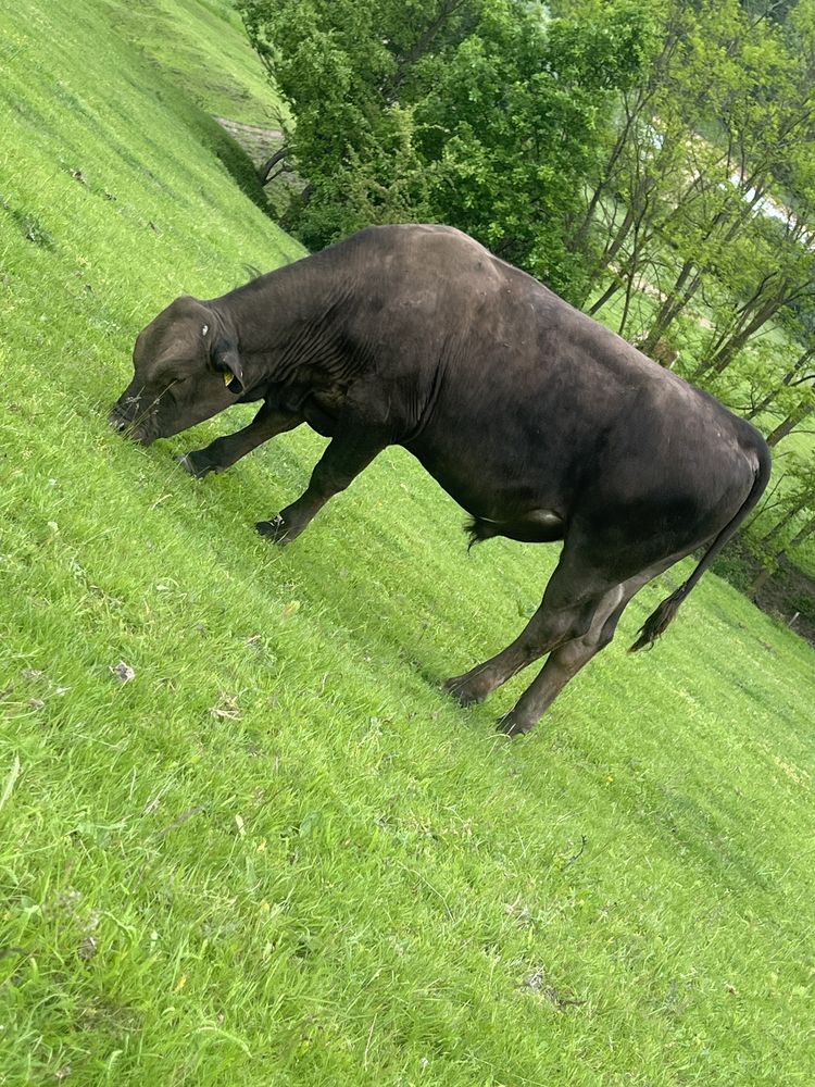 Taur angus de vanzare