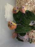 Pui papagali Caique