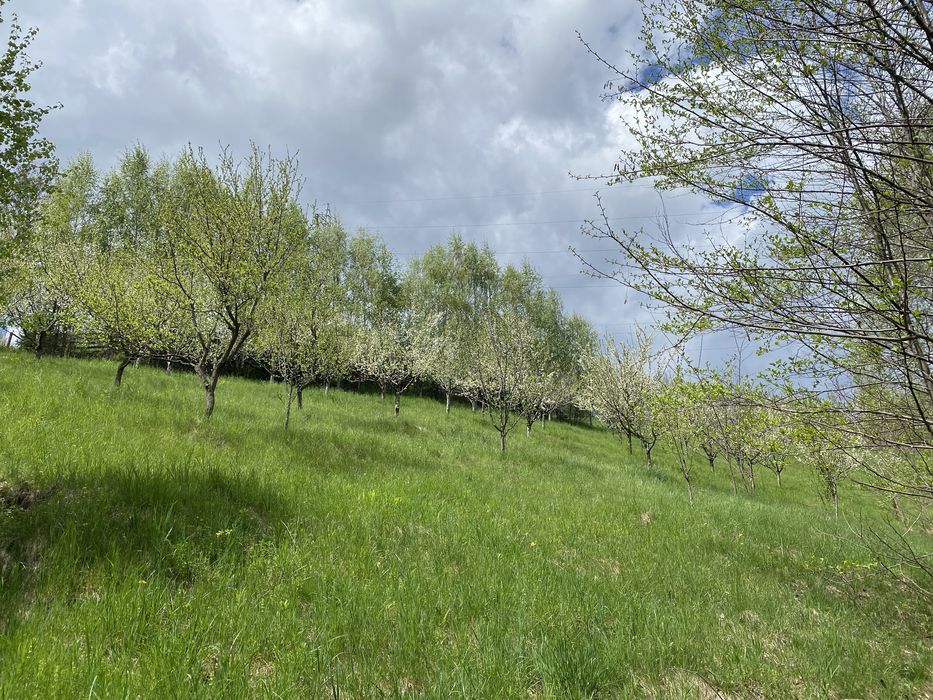 Vand ferma 1,6 ha livada pruni si faneata Valea Mare Pravat