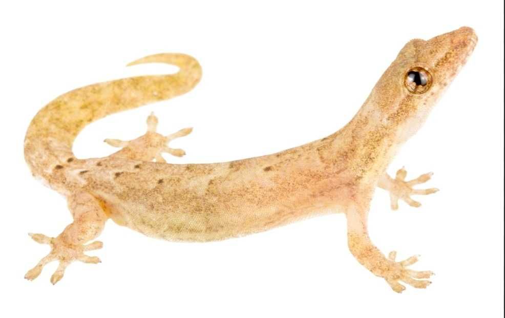 Lepidodactylus lugubris(партеногенетичен гекон)/mourning gecko