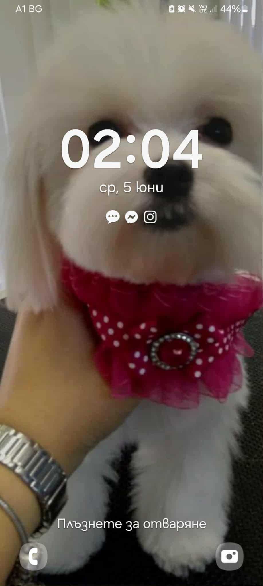 Малтийски болонки - 2 момчета и 1 момиче