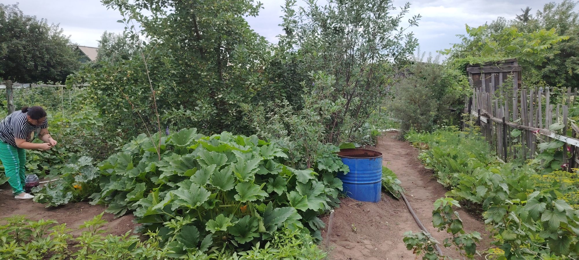 Продам дачу садовоства яблоневая
