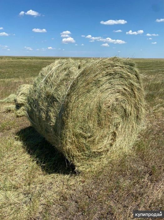 Продам сено свежее этого года лесное разнотравье по 7000 тысячь тенге