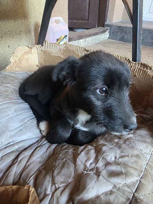 Ofer spre adoptie 2 cateluse