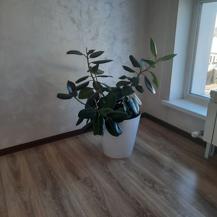 Продам фикус в отличном состоянии